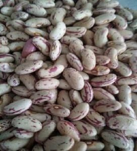 Light Speckled Kidney beans sugar beans pinto beans
