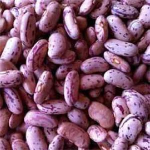 Dark red kidney beans/Purple Kidney Bean/speckled purple kidney bean