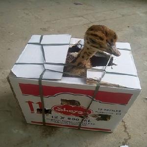 well raised  Ostrich  Chicks and eggs for  sale 