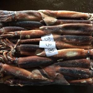frozen squid for sale good price from Denmark