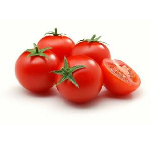 High quality Fresh Tomato!! BEST OFFER