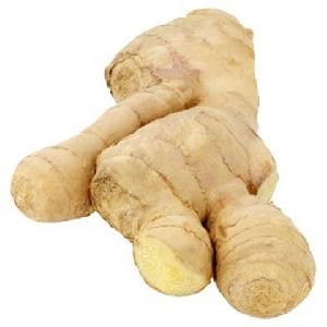 FRESH GINGER to EXPORT