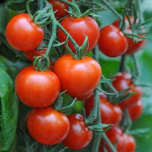  tomato   ketchup / sachet 