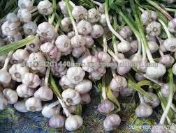 fresh peeled garlic bulk
