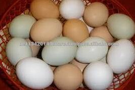 fresh white eggs for sale