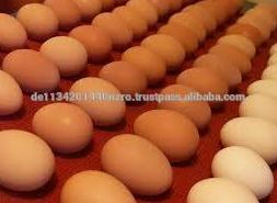 farm fresh chicken eggs