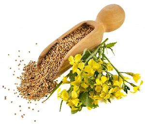 Various Herb  Seeds  Herbal Medicine  Hybrid   Seeds  Non-GMO for Plantings and Gardening