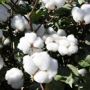 High Quality  Cotton Seeds Oil