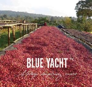 Green coffee beans Arabica Robusta coffee beans