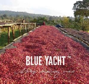 Yunnan Green Coffee Bean Organic Arabica Robusta Coffee Bean