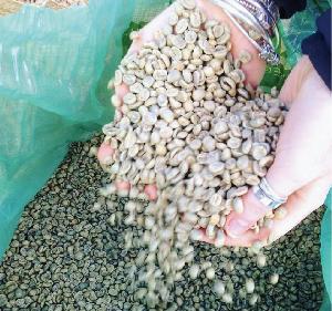 Arabica Robusta Green Coffee Bean - Organic with Grade AA from Yunnan of China