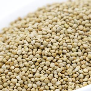 2019 crop glutinous foxtail millet