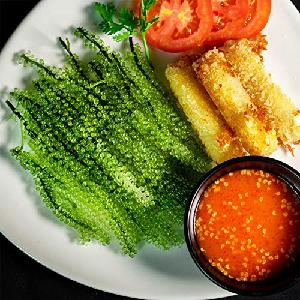 CAULERPA LENTILLIFERA / GREEN CAVIAR / SEA GRAPES WITH BEST QUALITY FROM VIETNAM