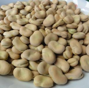 Dried Broad Beans Fava Beans