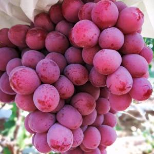 Mature varieties Seedless grapes fruit price
