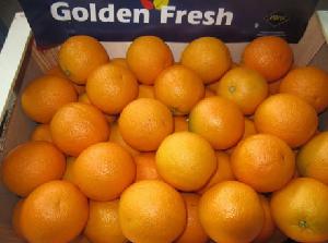 Navel Oranges from Egypt, fresh, Premium Quality for export.