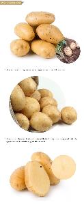 Fresh Potato, Premium potatoes
