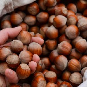 hazelnut kernels price South Africa Dried Raw Hazelnut Kernels With Shellless and shelled