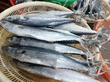 Frozen Spanish mackerel WR