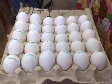 Fertile Parrot eggs supplier