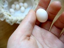 Parrot eggs for hatching