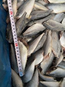Round scad HGT 8-10cm/pc
