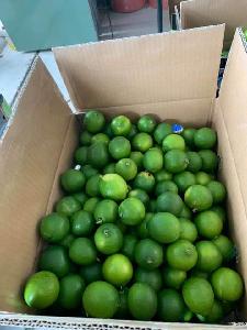 Cheap Price  Seedless   Lime  Vietnam PHU HAI MINH