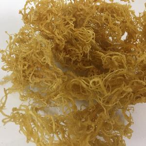 SEA MOSS / IRISH MOSS WITH NATURAL GOLD WITH HIGH QUALITY FROM VIET NAM