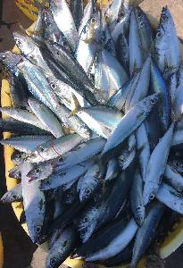 New season Frozen pacific mackerel  whole   round  100-200g