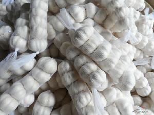 fresh white garlic