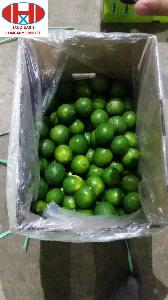  Fresh  Lemon in Viet Nam