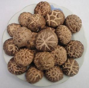 Dried Tea Mushroom, Shiitake mushroom