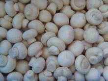 New Crop Fresh cauliflower mushroom New Crop Fresh cauliflower mushroom