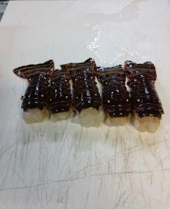 Fresh Caribbean Spiny Lobster Tails (Panulirus argus)