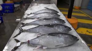  yellow   fin   tuna  for sale