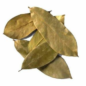 Natural Dried Soursop Leaf / Graviola Leaves From  Vietnam  with high quality