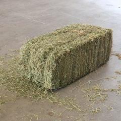 Quality Alfafa Hay for Animal Feeding