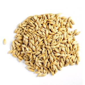 High quality barley grain for sale