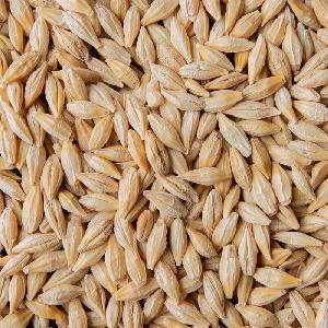Barley Grains Premium Barley Seeds/Animal feed barley/bulk barley grains Malted Barley Malt grain fo