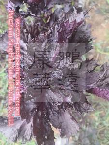 Chinese natural colorant company natural colorant perilla leaf extract