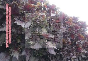Perilla leaf extract natural red pigment for food coloring