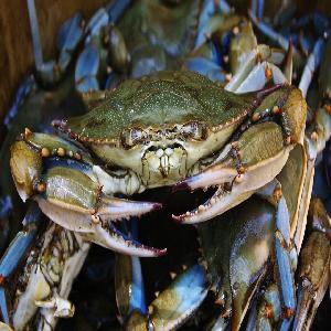 Top Quality Mud Crab Live Competitive Price From Thailand