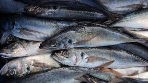  Jack   mackerel  frozen block (Trachurus picturatus murphyi)