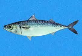 ( Scomber   japonicus )  mackerel  whole frozen block