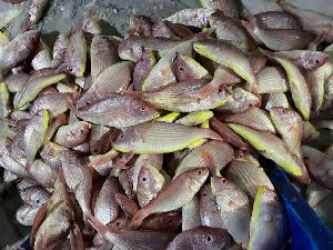 Frozen Itoyori Surimi (threadfin bream) products,Indonesia Frozen ...