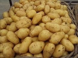 Fresh holland potatoes