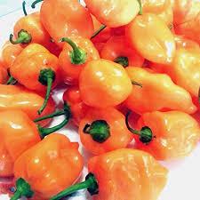 Habanero Pepper for sale