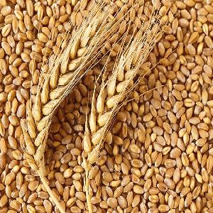  Wheat  Grain, Soft ,  Milling   Wheat , Durum  Wheat 
