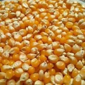 Dried Pop Corn Maize/Popcorn Maize kernel