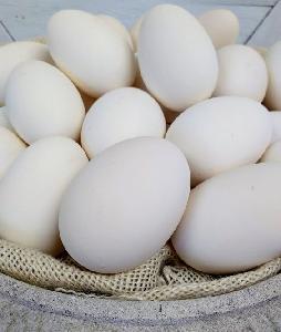 Fertile Parrot Eggs